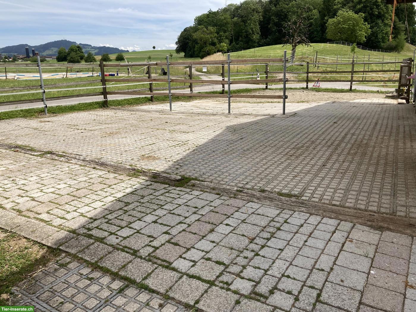 Bild 5: Offenstallplätze frei für robuste Pferderassen bis 155cm