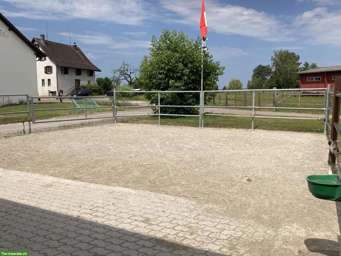 Bild 6: Offenstallplätze frei für robuste Pferderassen bis 155cm