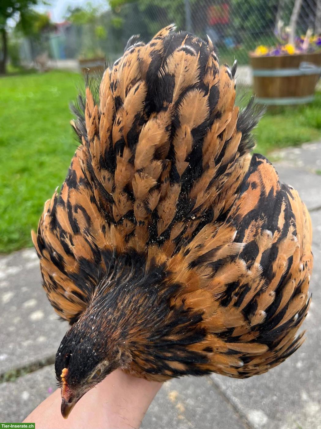 Bild 2: Junghennen Zwerg-Cochin