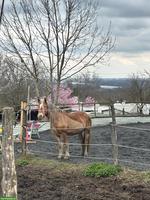 TRAIL/Offenstallplatz frei für 1-2 Pferde in Bad Bellingen DE