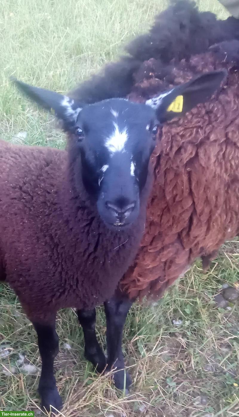 Ostfriesische Milchschaf Bocklämmer