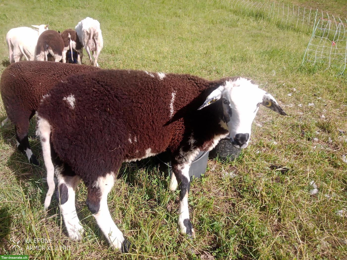 Bild 2: Ostfriesische Milchschaf Bocklämmer