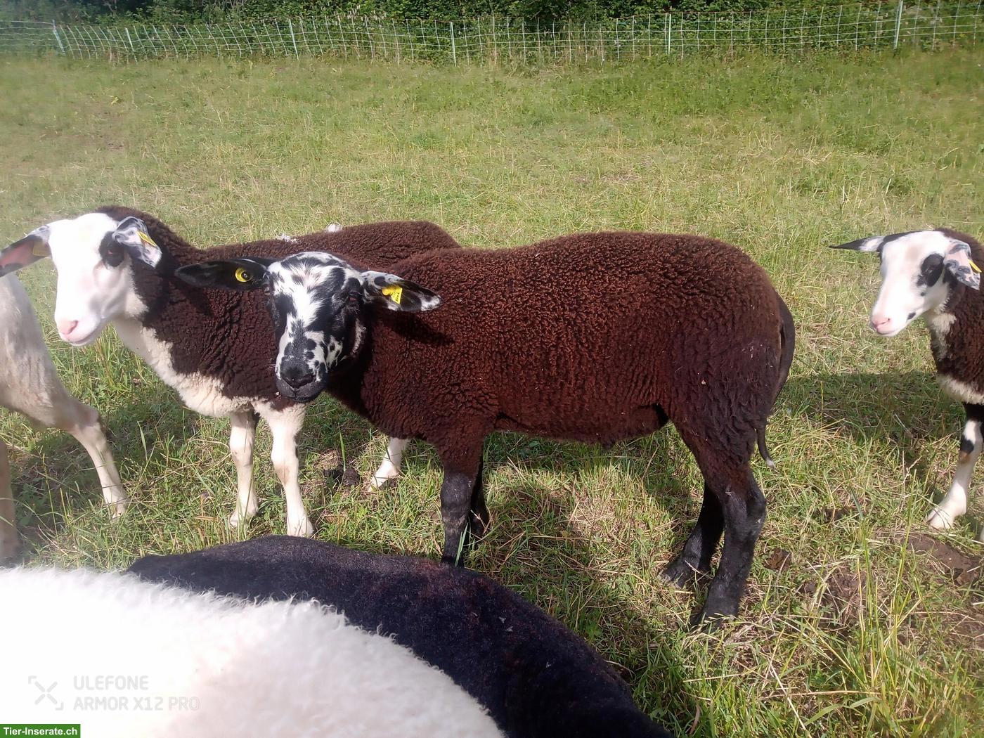 Bild 3: Ostfriesische Milchschaf Bocklämmer