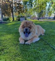 Chow Chow Rüde mit Papieren sucht liebevolles Zuhause 🐶