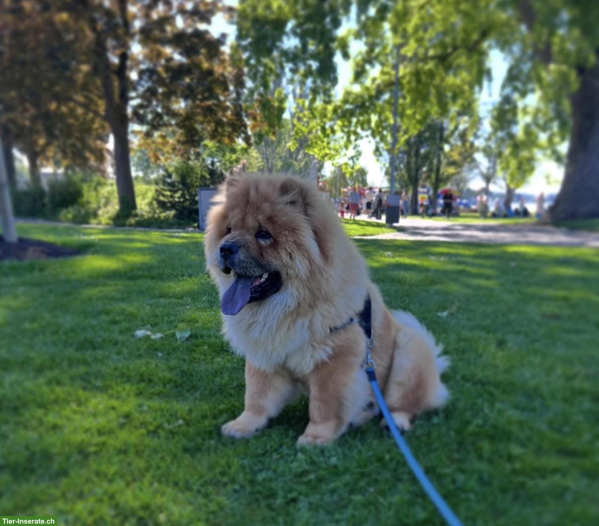 Bild 2: Chow Chow Rüde mit Papieren sucht liebevolles Zuhause 🐶