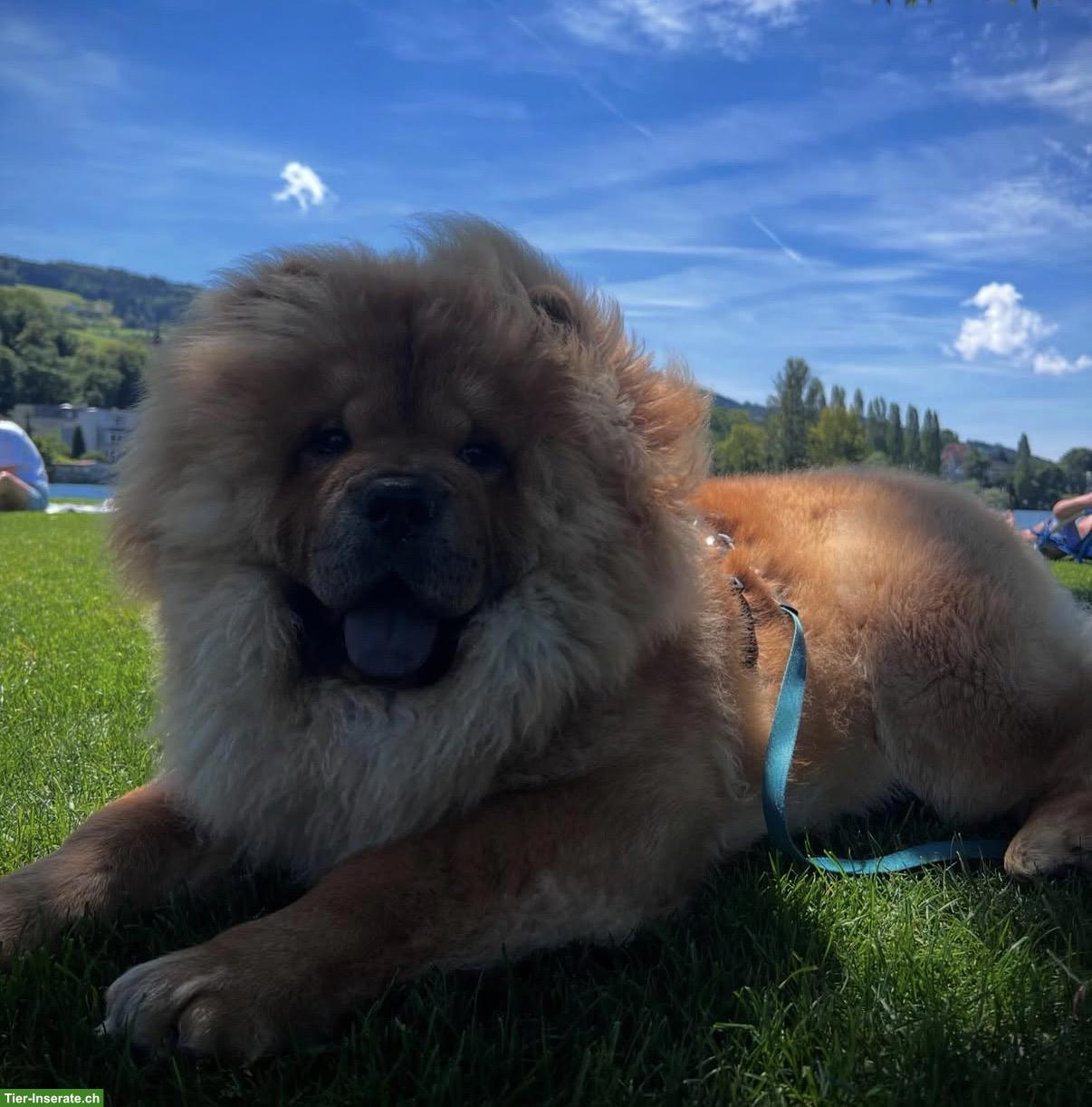 Bild 3: Chow Chow Rüde mit Papieren sucht liebevolles Zuhause 🐶