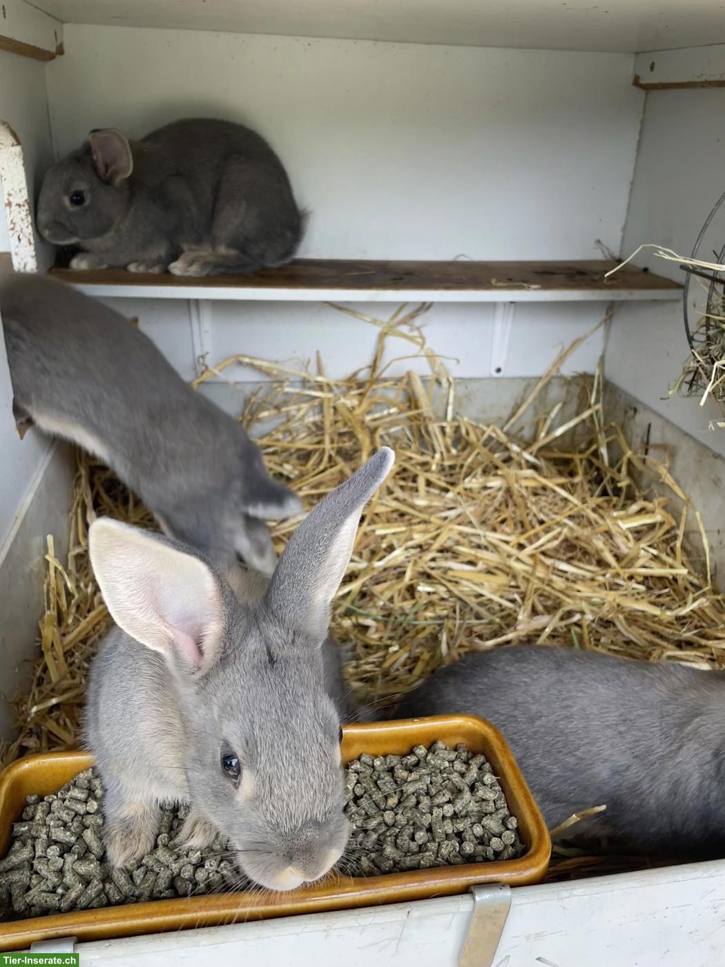 Bild 3: Junge Schweizer Fehkaninchen zu verkaufen