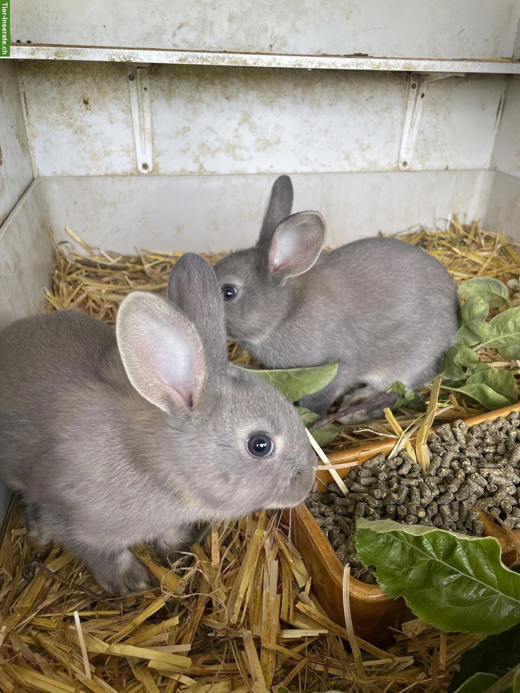 Bild 4: Junge Schweizer Fehkaninchen zu verkaufen