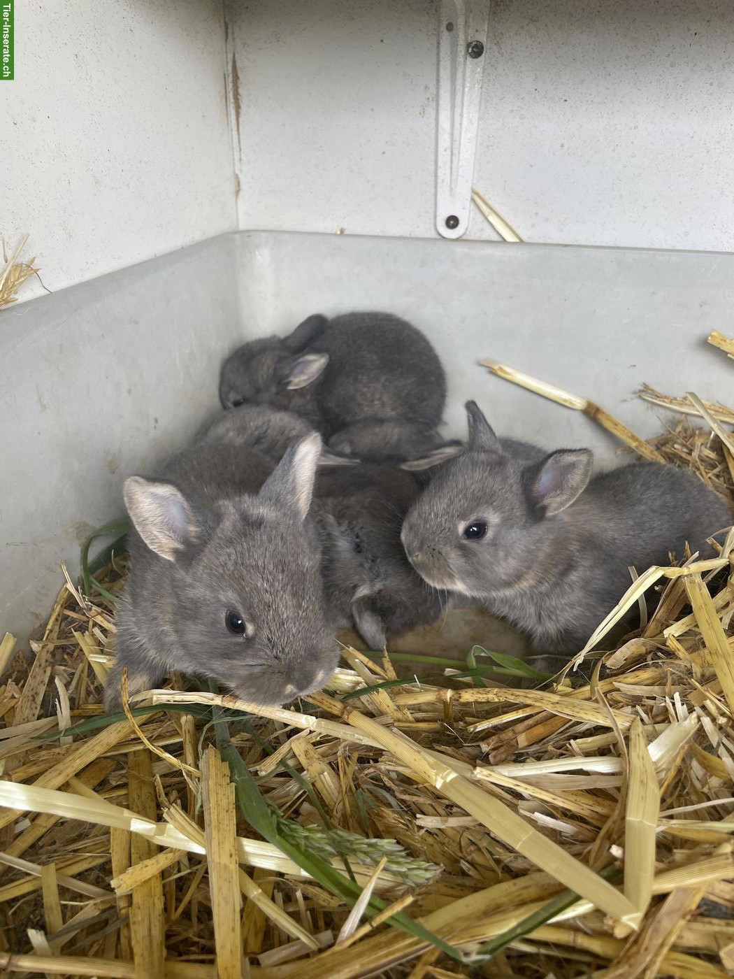 Bild 5: Junge Schweizer Fehkaninchen zu verkaufen