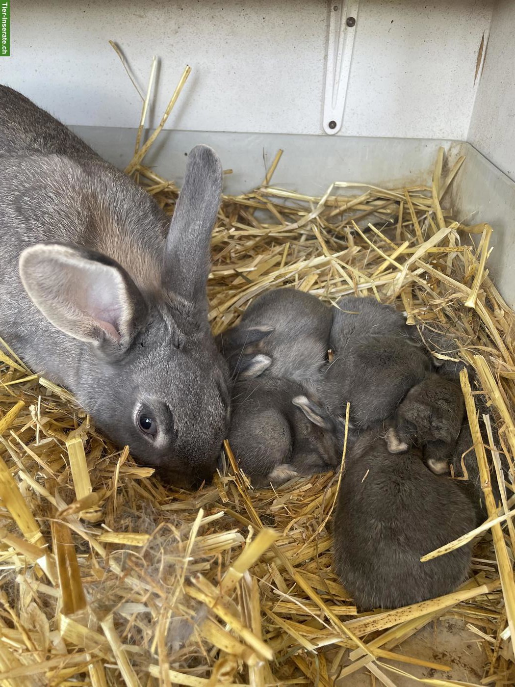 Bild 6: Junge Schweizer Fehkaninchen zu verkaufen