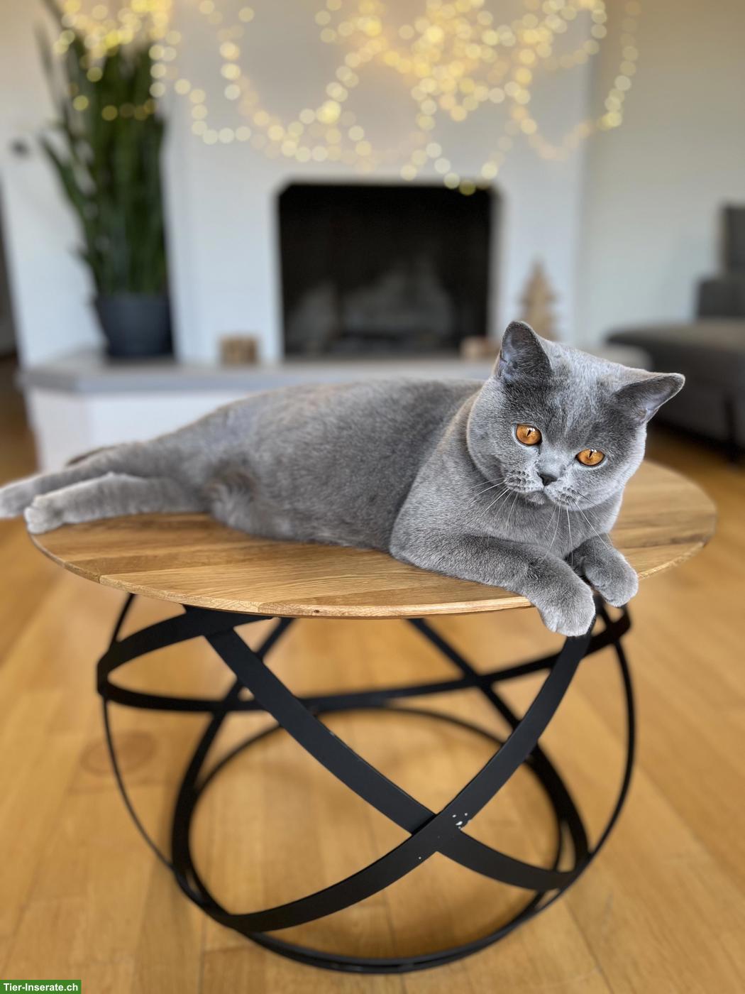 Britisch Kurzhaar Katze, 3-jährig, reinrassig mit Stammbaum