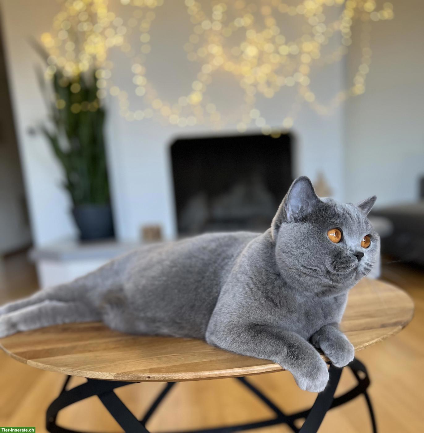 Bild 2: Britisch Kurzhaar Katze, 3-jährig, reinrassig mit Stammbaum