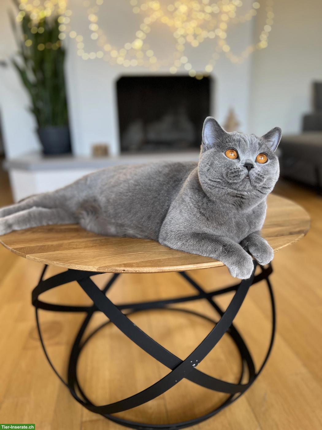 Bild 3: Britisch Kurzhaar Katze, 3-jährig, reinrassig mit Stammbaum