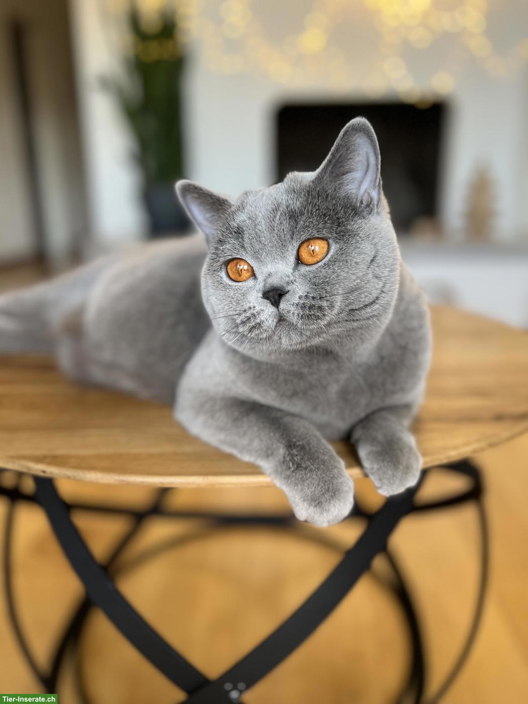 Bild 4: Britisch Kurzhaar Katze, 3-jährig, reinrassig mit Stammbaum