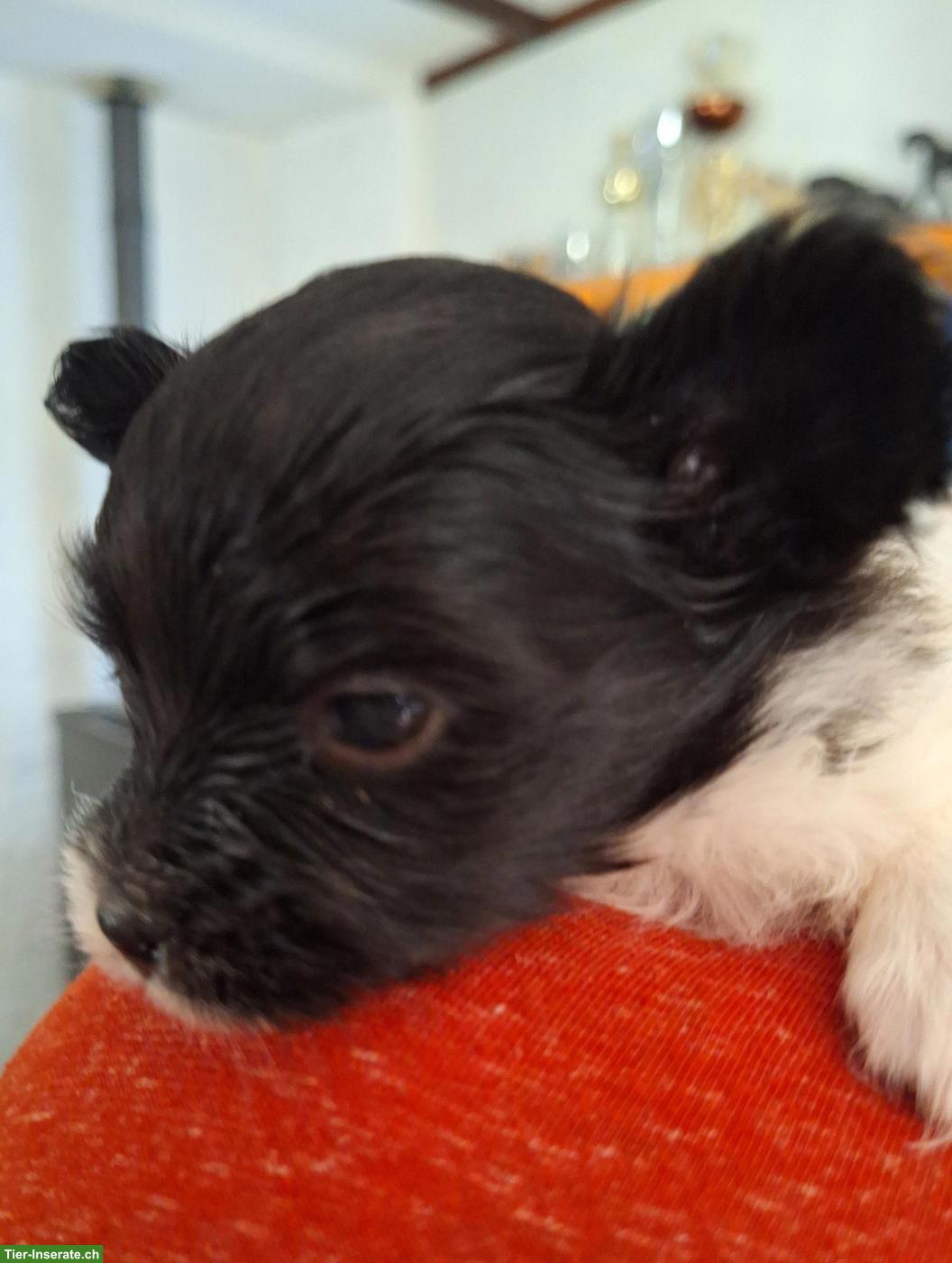Bild 2: Papillon Welpe, Rüde "Falki-Flo"