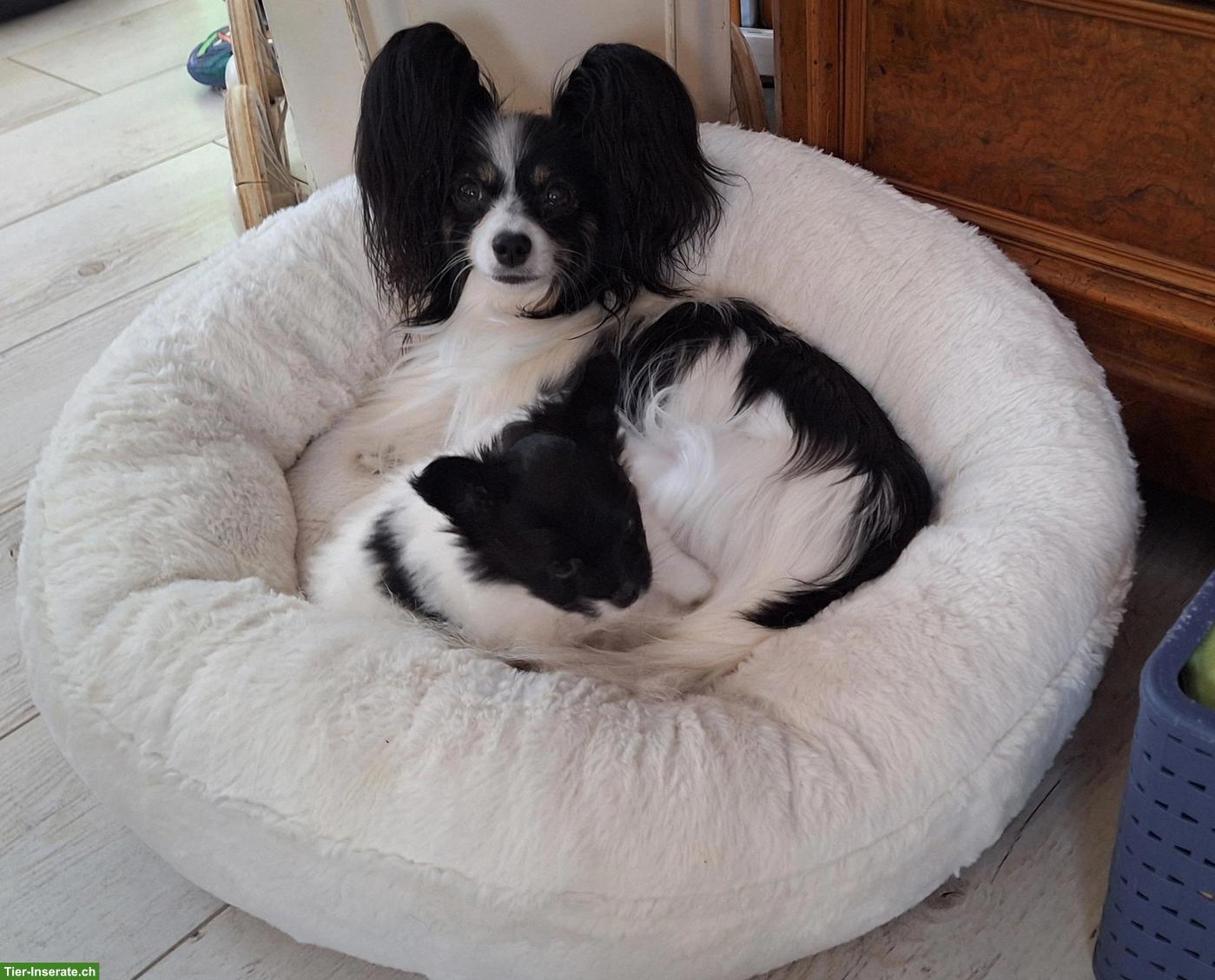 Bild 4: Papillon Welpe, Rüde "Falki-Flo"