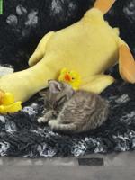Maine Coon x BKH Kitten total verschmust & handzahm
