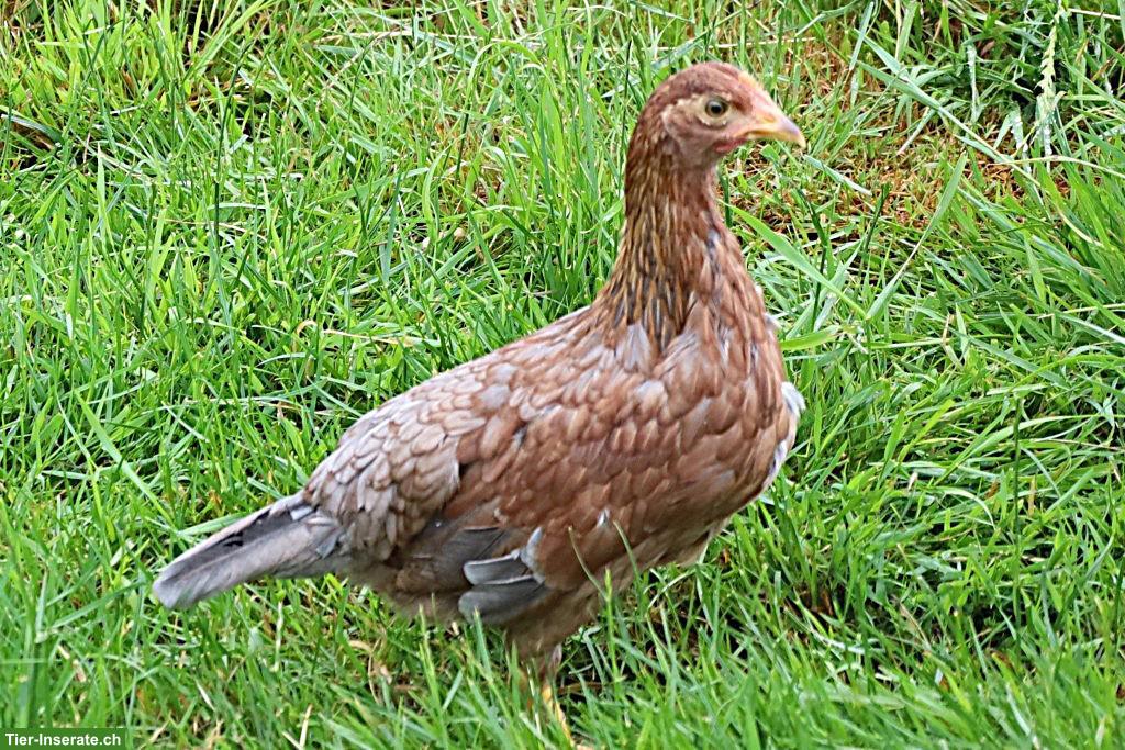 Bild 3: Zwergwelsumer Junghennen abzugeben