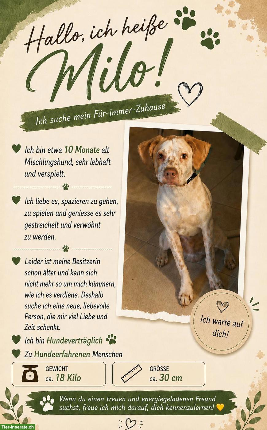 Junghund Milo sucht ein neues Zuhause