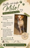 Junghund Milo sucht ein neues Zuhause