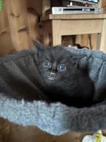 Kitten sucht neues Zuhause