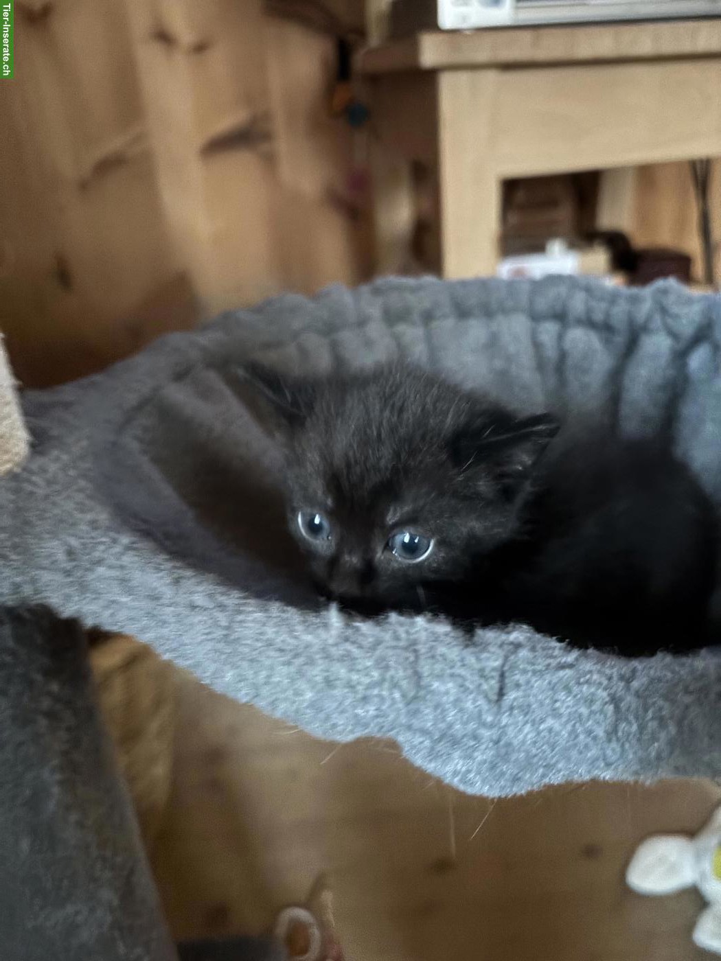 Bild 2: Kitten sucht neues Zuhause