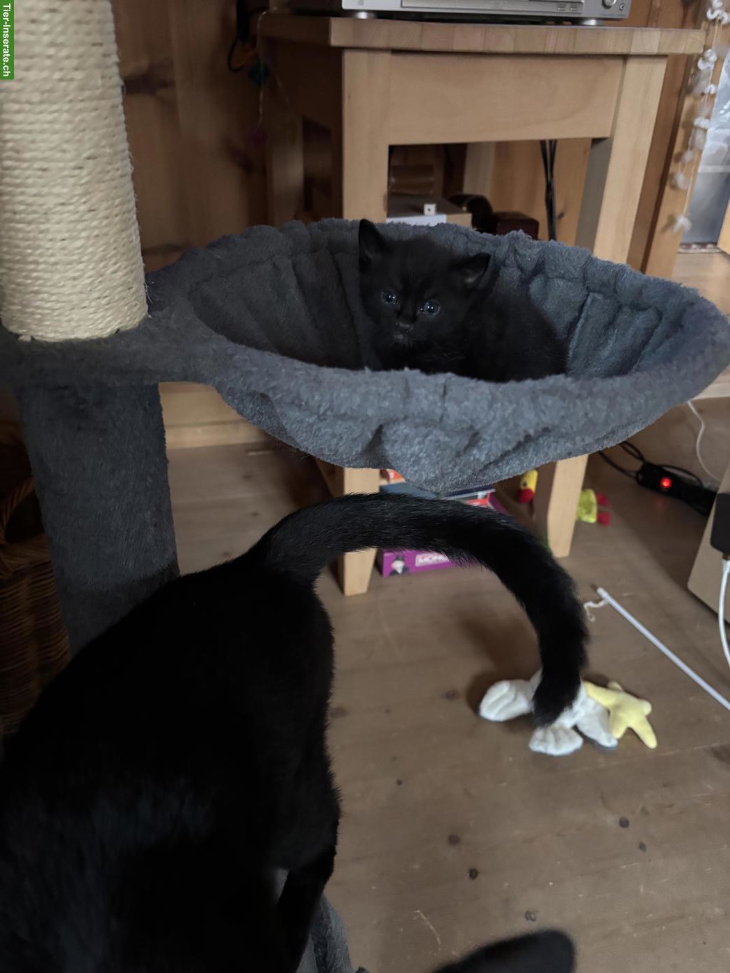 Bild 3: Kitten sucht neues Zuhause