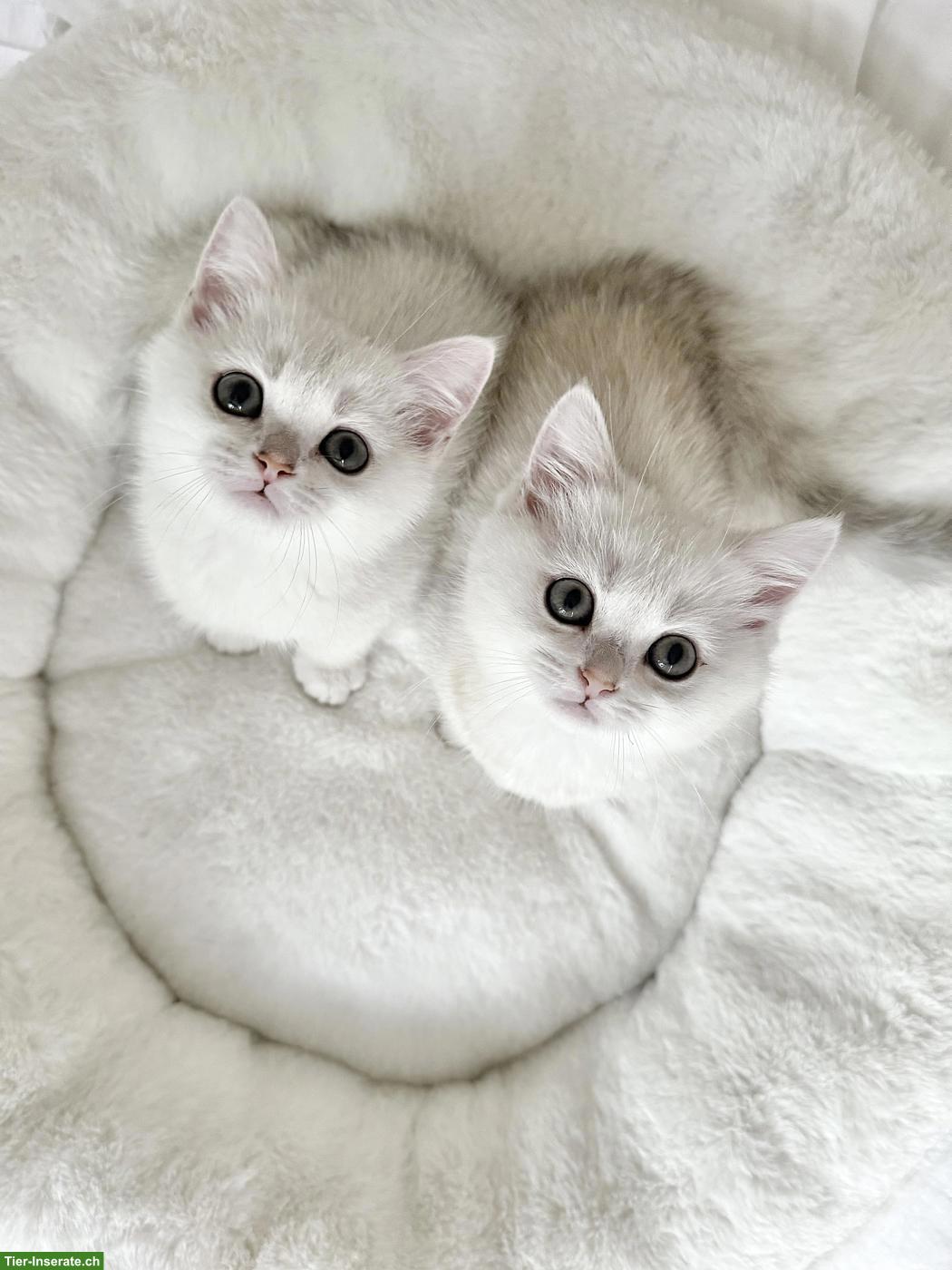 Britisch Kurzhaar Kitten, BKH Weiss Silver Shaded