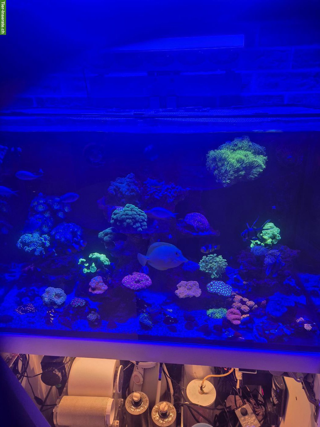 Meerwasser Aquarium mit Technik und Inhalt 250 Liter