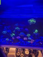 Meerwasser Aquarium mit Technik und Inhalt 250 Liter