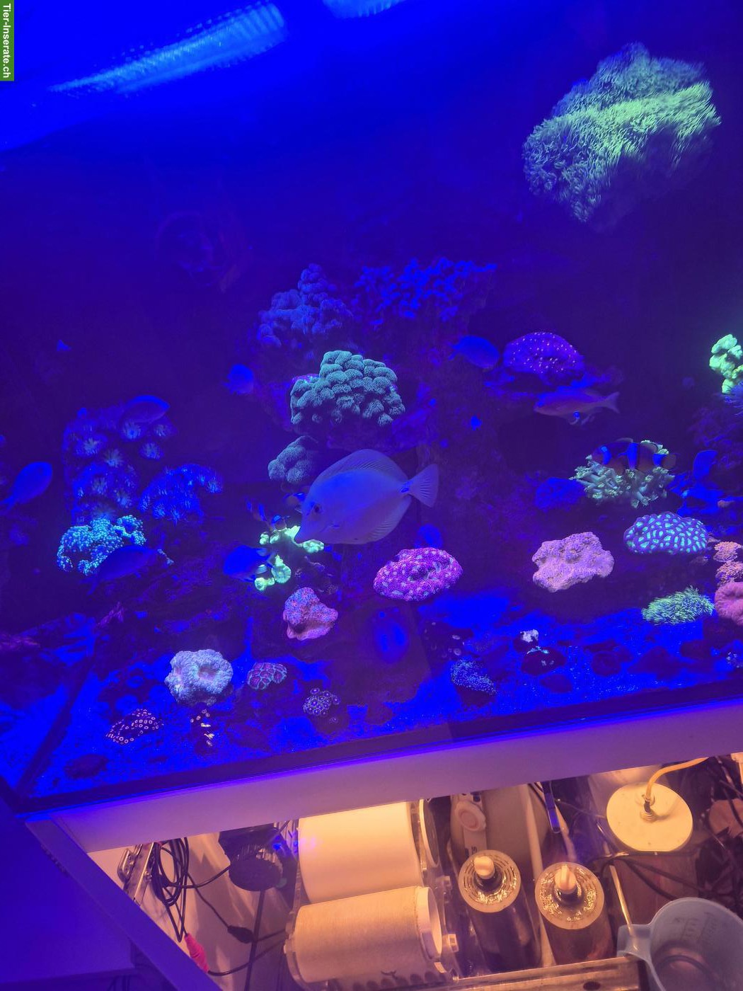 Bild 2: Meerwasser Aquarium mit Technik und Inhalt 250 Liter