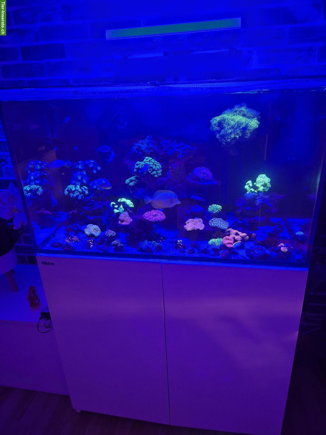Bild 4: Meerwasser Aquarium mit Technik und Inhalt 250 Liter