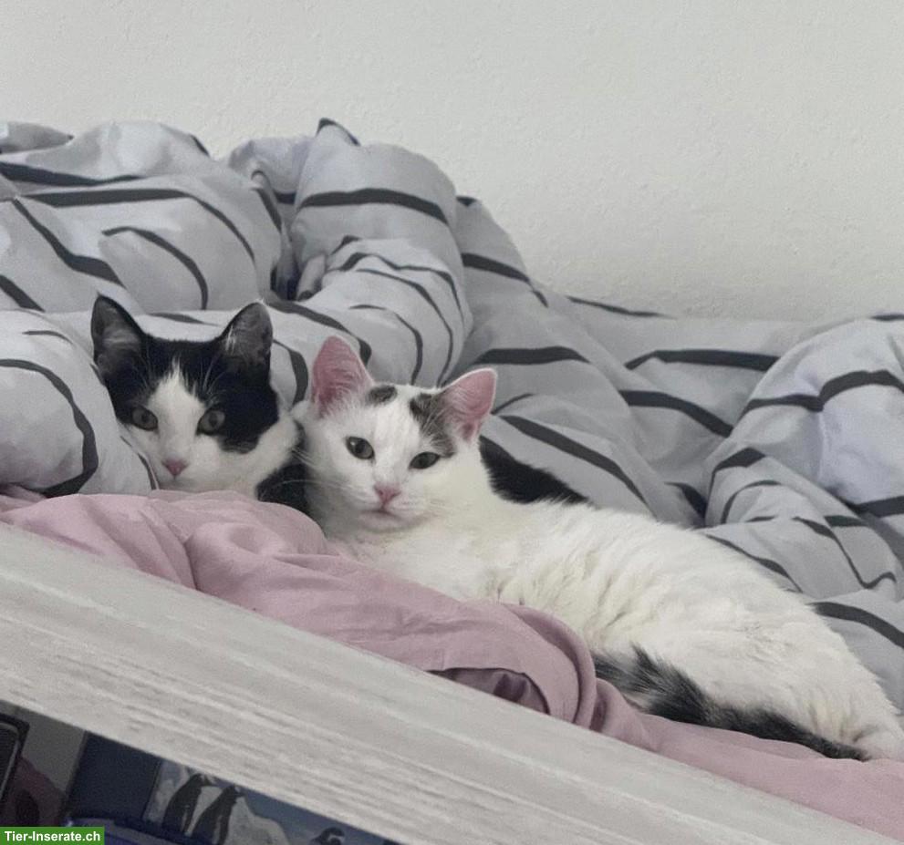 Katzen Nala & Shirin suchen liebevolles Zuhause