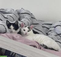 Katzen Nala & Shirin suchen liebevolles Zuhause