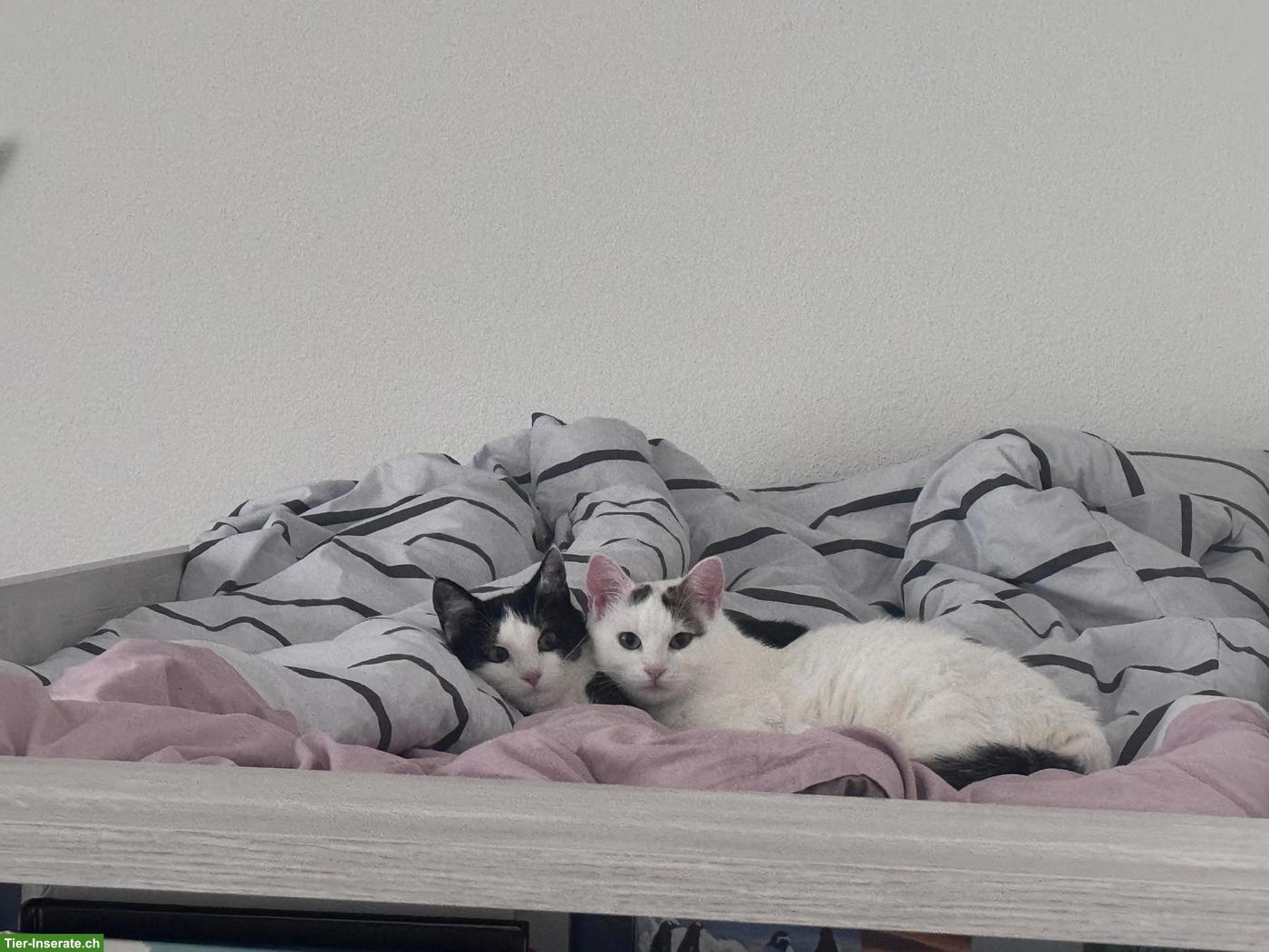 Bild 2: Katzen Nala & Shirin suchen liebevolles Zuhause