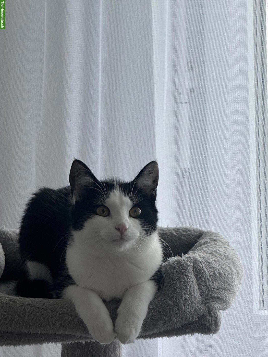 Bild 3: Katzen Nala & Shirin suchen liebevolles Zuhause