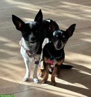 Chihuahua Mix Welpen | Wurfankündigung