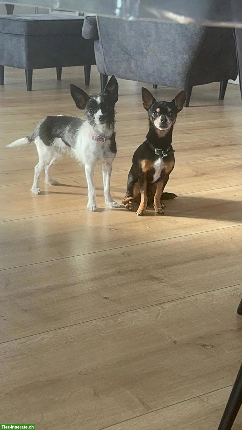 Bild 2: Chihuahua Mix Welpen | Wurfankündigung