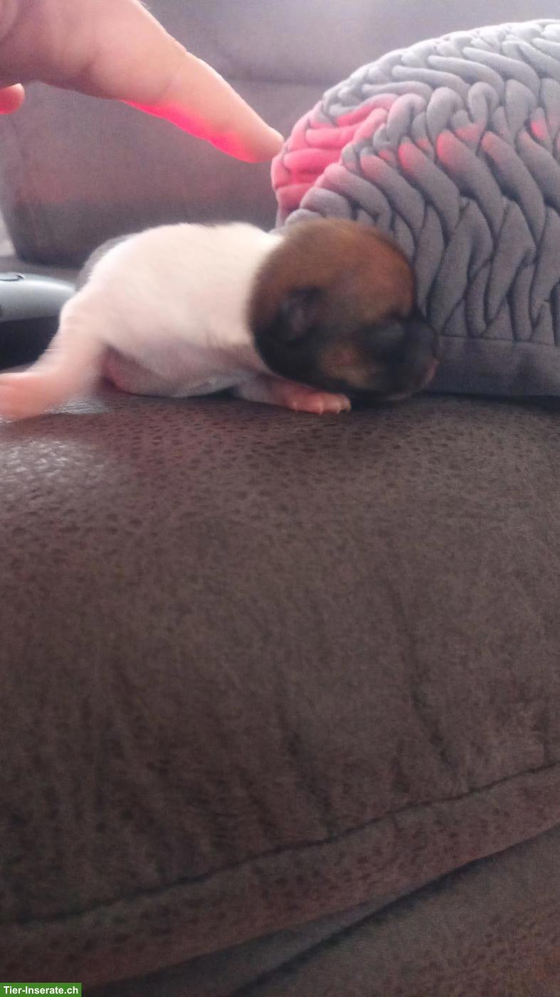 Bild 3: Chihuahua Mix Welpen