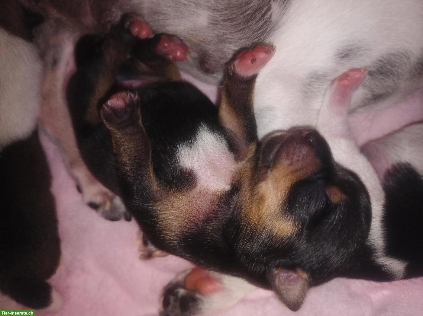 Bild 4: Chihuahua Mix Welpen