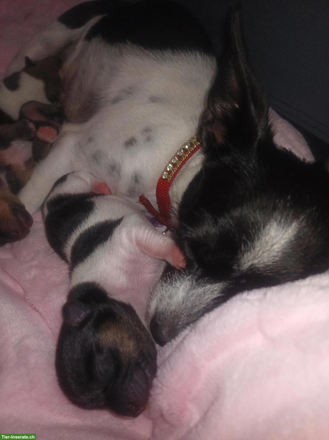 Bild 5: Chihuahua Mix Welpen