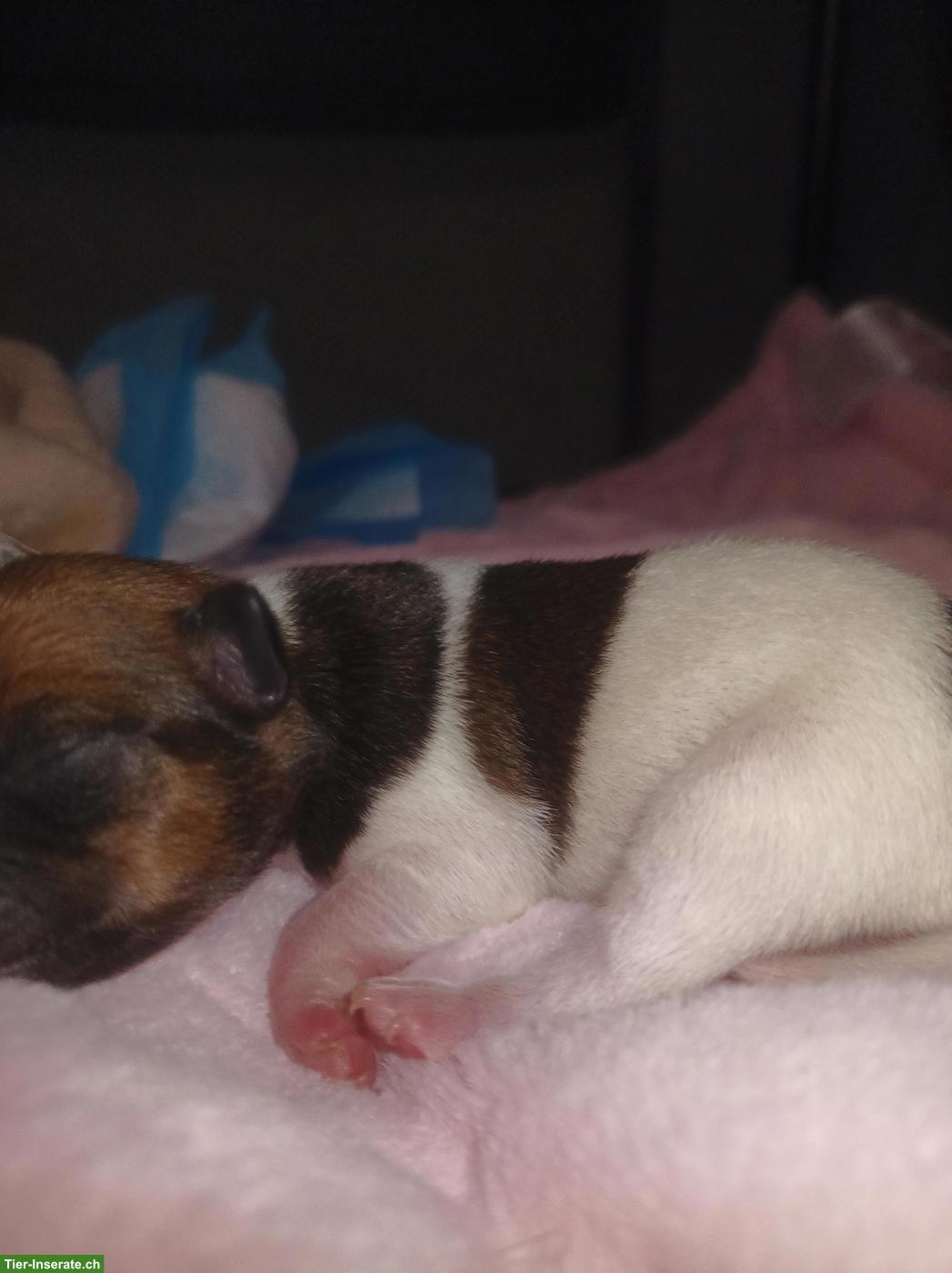 Bild 6: Chihuahua Mix Welpen