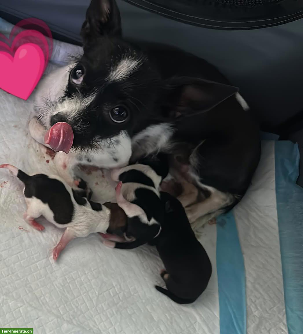 Bild 7: Chihuahua Mix Welpen