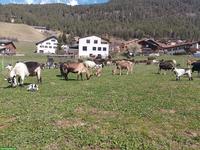 Ziegen mit Horn aus Biobetrieb zu verkaufen