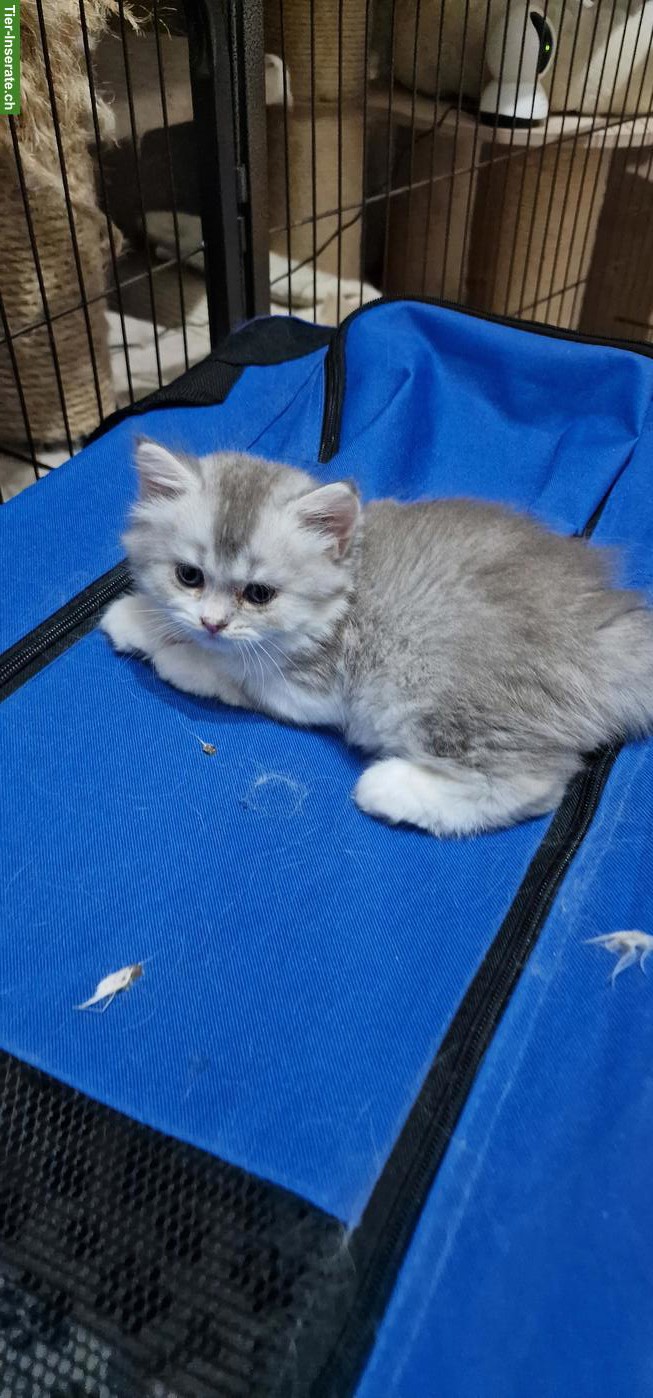 Bild 2: Perser Kater Kitten sucht ein Zuhause