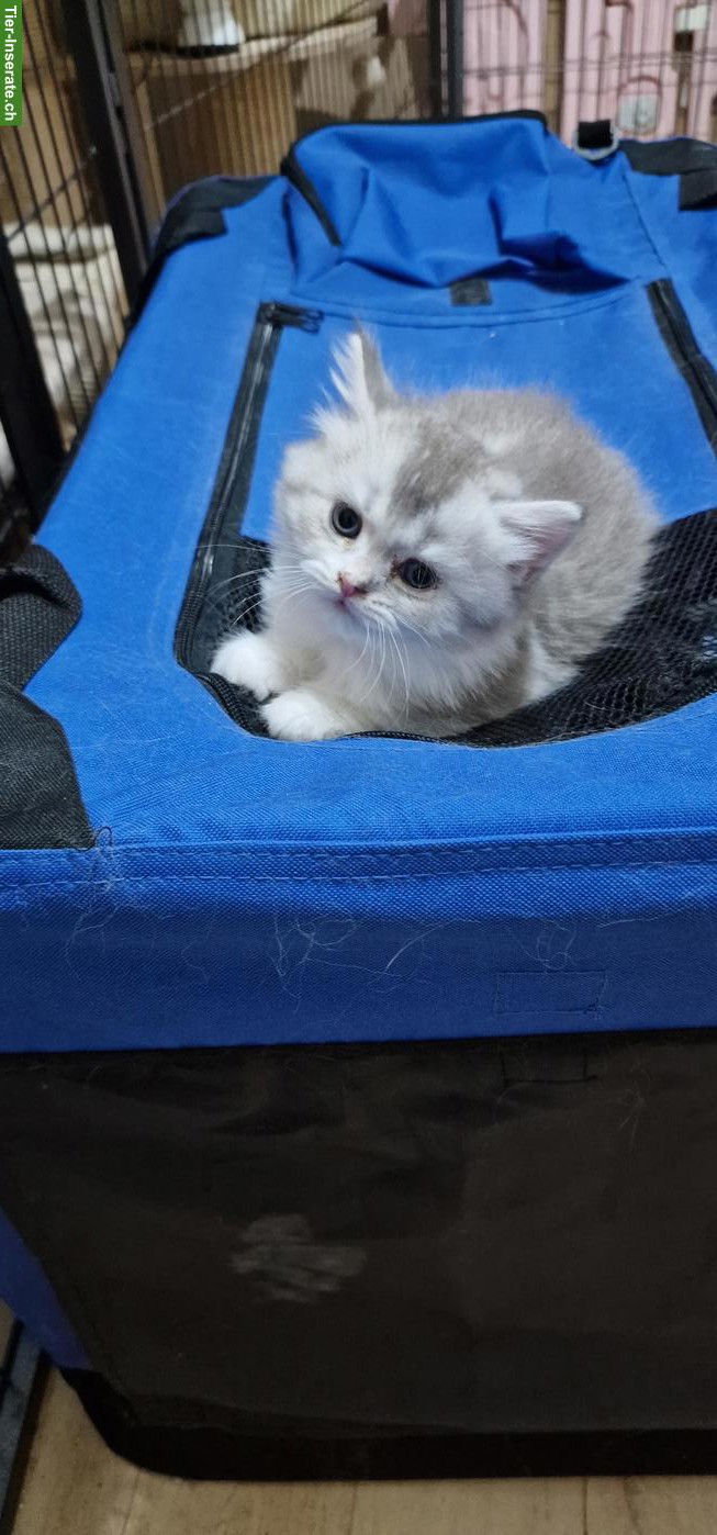 Bild 3: Perser Kater Kitten sucht ein Zuhause