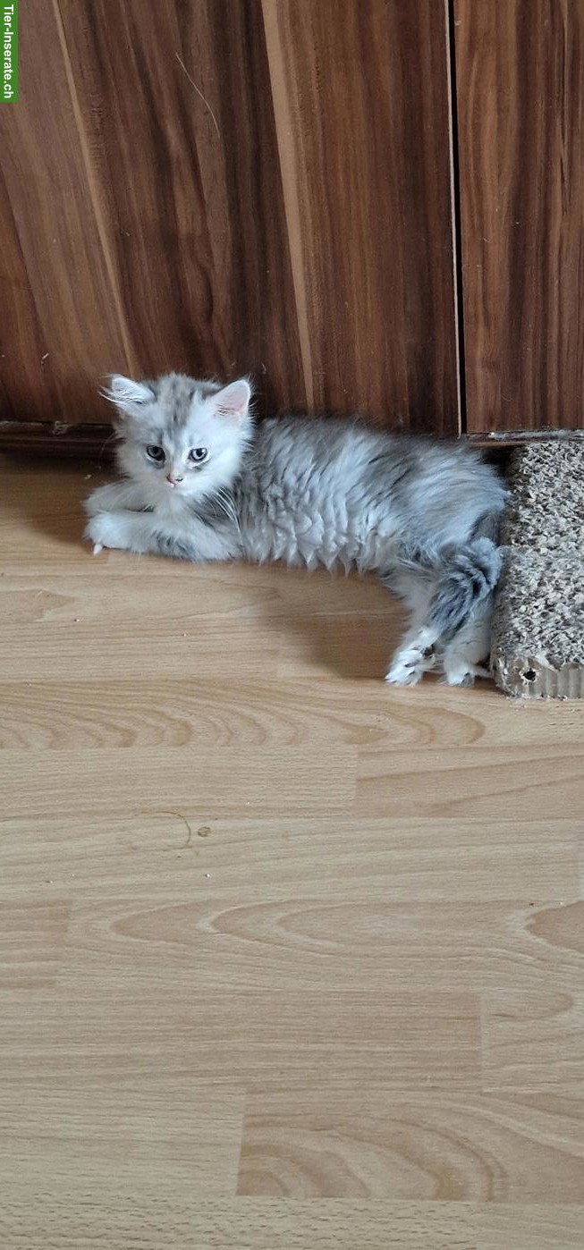 Bild 5: Perser Kater Kitten sucht ein Zuhause