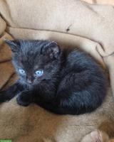 Schwarzes Katzenbaby, weiblich sucht ein neues Zuhause