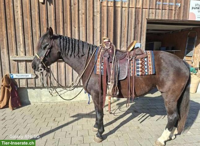 Bild 2: Ujo Wade Sattel 14.5 Zoll zu verkaufen