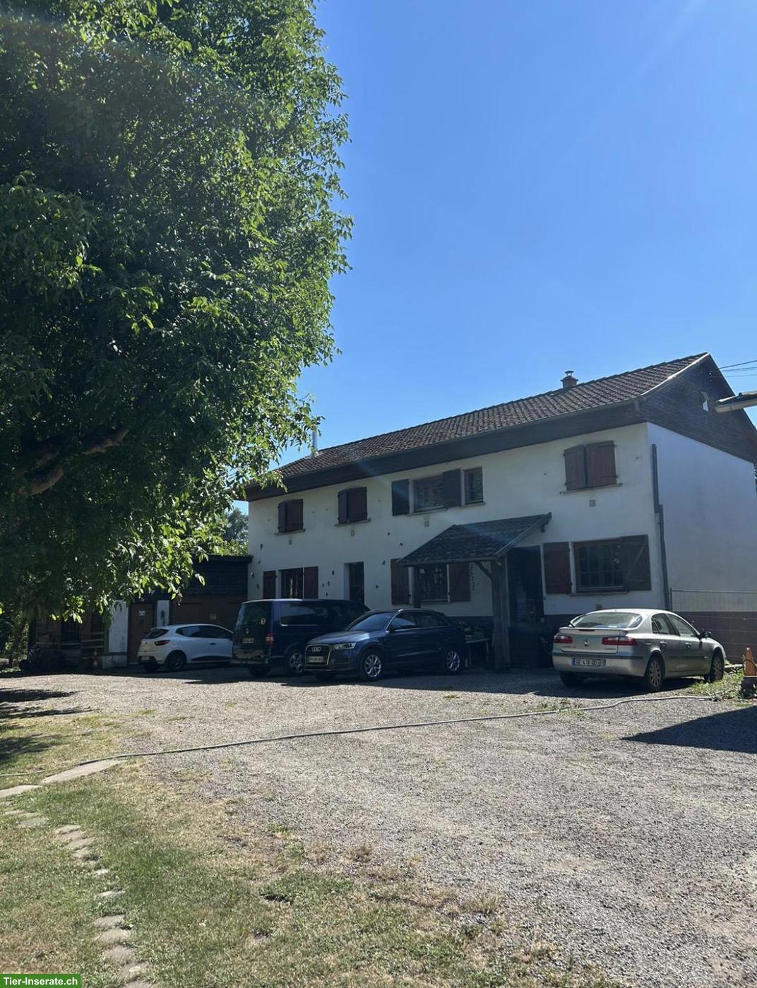 Bild 2: 10 Zimmer Wohnhaus im Elsass (Colmar) zu verkaufen